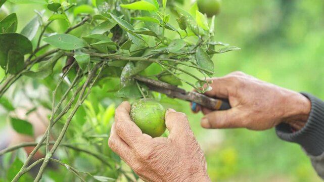 farmer hands harvesting with prune shears a green siamese orange, citrus nobilis, jeruk siam, tangor or king mandarin, in bali, indonesia, southeast asia