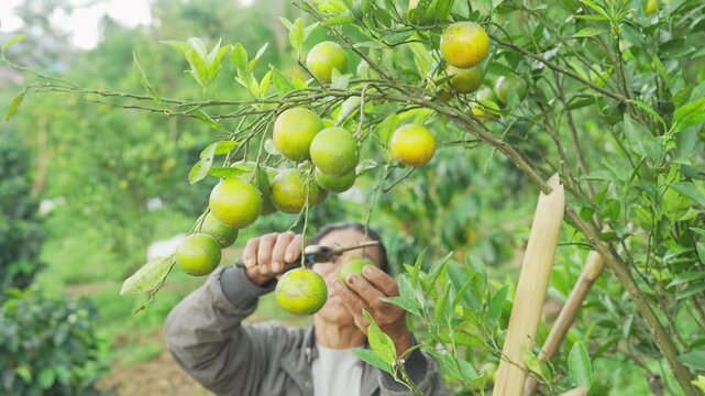 senior woman farmer harvesting green or yellow mandarin oranges, citrus nobilis, pruning shears, tree on farm, plantation, field, in Bali, indonesia, southeast asia, tropical citrus fruit orchard