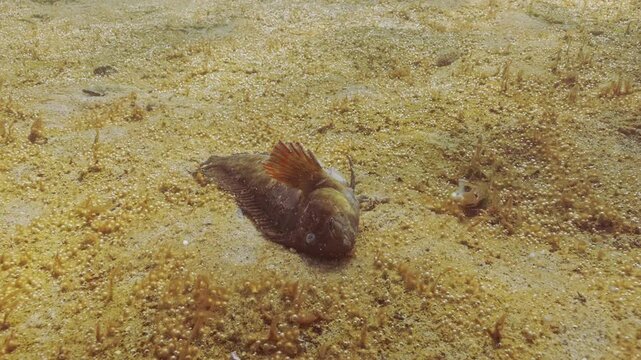 Deceased Rusty blenny or Black Sea blenny (Parablennius sanguinolentus) lies in eutrophication hotspot on seabed covered colonies of benthic microalgae with alot small gas bubbles