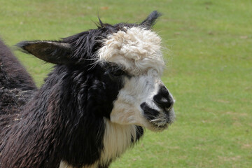 Fototapeta premium Alpaka / Alpaca / Vikugna pacos