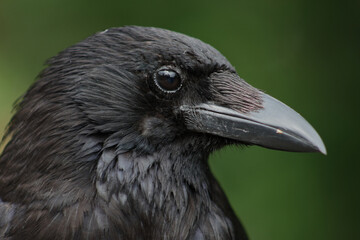 Obraz premium Kolkrabe / Common raven / Corvus corax