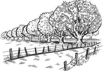 Obraz premium Hand Drawn Orchard Landscape With Fruit Trees, Rustic Fence And Countryside Pasture Sketch