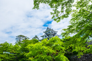 Fototapeta premium 郡上八幡城