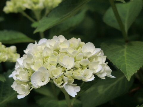 白い紫陽花のクローズアップ