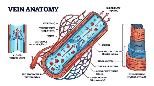 Detailed vein anatomy illustration showing venous valves and blood cell flow mechanisms.
