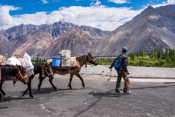 Man leading a pack horse caravan on the road in Nubra Valley, Ladakh. © Andrea Tabaro