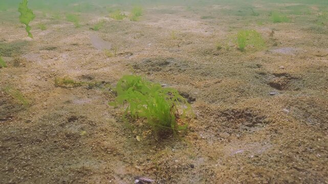 Camera moves forward over sandy seabed covered with brown coating (colony of single-celled algae) with many gas microbubbles, and with separate areas of Green algae of Sea Lettuce, Ulva lactuca