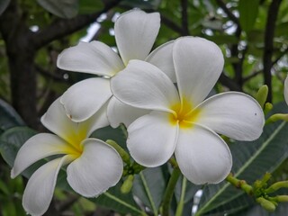 Fototapeta premium Close-up of Freshly Bloomed White and Yellow Plumeria Flowers