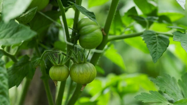 Tomatoes growing on an organic farm, close-up view. Ripening green tomatoes