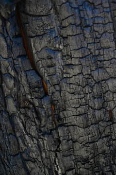 Burnt old walnut wood tree background