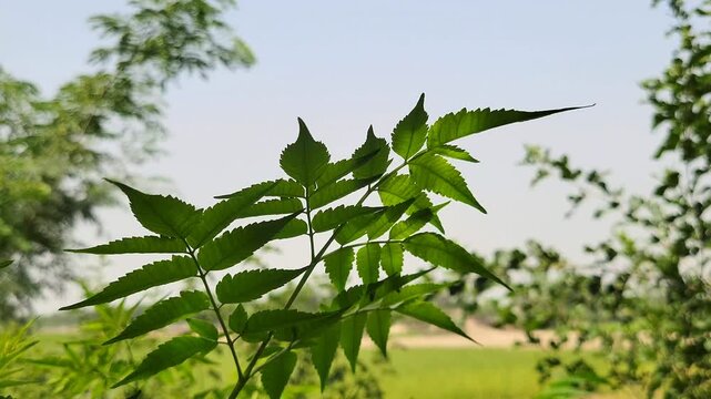 Close-up of fresh green serrated leaves on a tree branch under a blue sky
