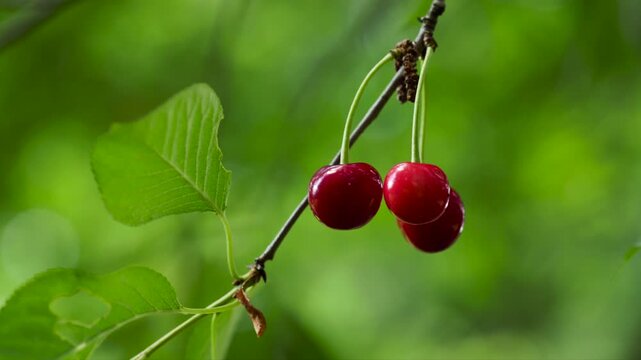 Ripe cherries on a branch, close-up view