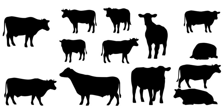 Cows and bulls set with black silhouette illustrations in a 3x3 grid featuring standing, walking, lying postures with side view and minimal vector