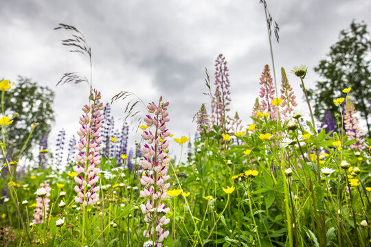 Mehrfarbige Lupinen in einer Wildblumenwiese