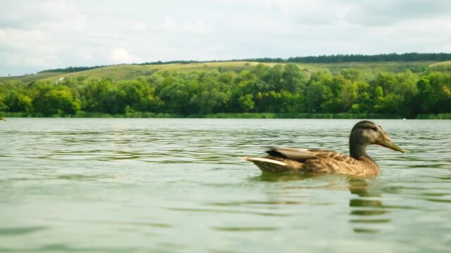 wild ducks swimming in the lake