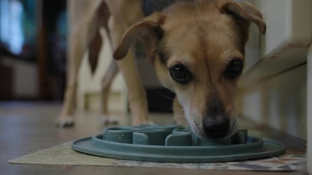 Small pet dog eagerly eats her breakfast from a plate on the floor