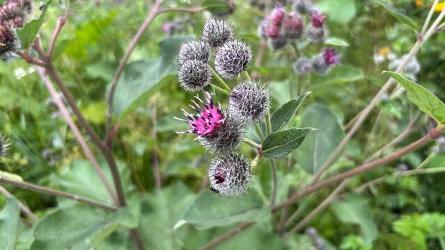 Burdock plant blooming, in outdoor natural environment, with burdock flowers, green leaves, from a close-up ground level perspective, with purple, pink accent.