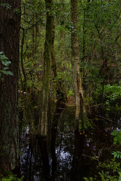 A forest after heavy summer rains. Jantar, Żuławy, Poland.