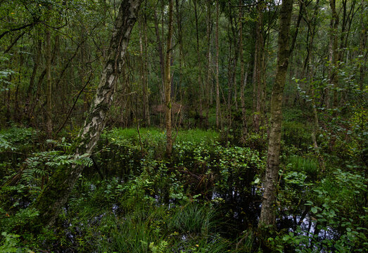 Wild nature, a swampy forest in the Żuławy region, northern Poland.