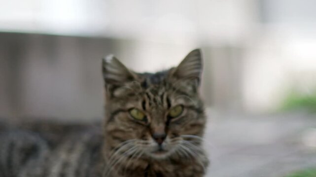 A beautiful close up and slow motion video capturing a cute stray tabby cat peacefully lying down on the ground outdoors, showcasing its beautiful fur texture and calm street life in Turkey.