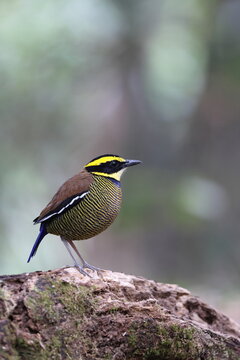 Javan banded pitta (Hydrornis guajanus) is a species of bird in the family Pittidae. This photo was taken in west Java.