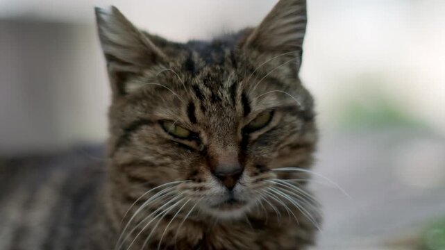 A beautiful close up and slow motion video capturing a cute stray tabby cat peacefully lying down on the ground outdoors, showcasing its beautiful fur texture and calm street life in Turkey.