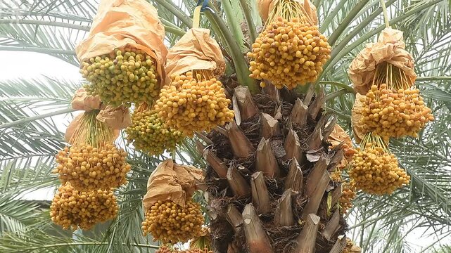 Date palm or Phoenix dactylifera fruits on tree and on natural background.