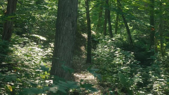 Sunlight filtering through the trees in a summer forest