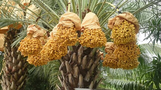 Date palm or Phoenix dactylifera fruits on tree and on natural background.