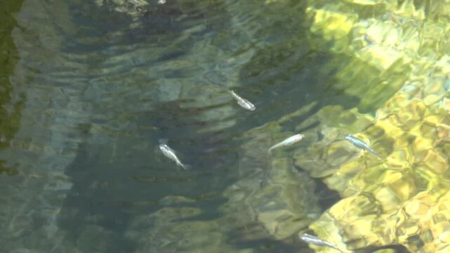 小さなメダカたち
