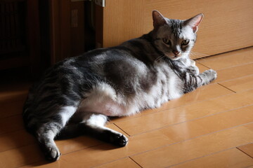 A defiant house cat wondering if you want something © Mt. Cape