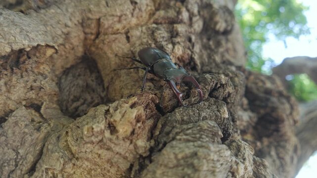 Greater Stag Beetle (Lucanus cervus) moving downward rough tree trunk. Close-up of European Stag Beetle climbing down on textured old tree bark. Big black stag beetle with large mandible in park