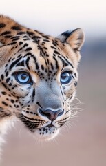 Fototapeta premium A close-up portrait of a majestic leopard with piercing blue eyes
