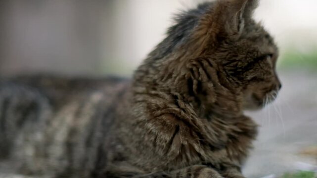 A beautiful close up and slow motion video capturing a cute stray tabby cat peacefully lying down on the ground outdoors, showcasing its beautiful fur texture and calm street life in Turkey.