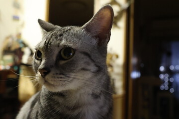 A House Cat at Night © Mt. Cape