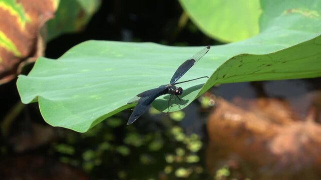 Close-up of a Beautiful Black Dragonfly Resting on a Large Lotus Leaf