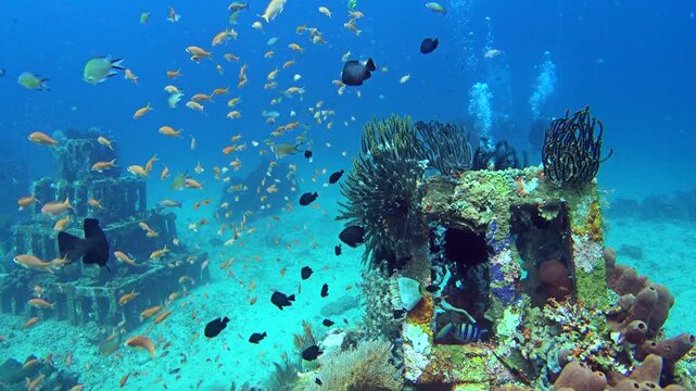Guangdong, China &ndash; 2026-07-11: Underwater diving footage showing artificial reef structures covered with corals, numerous small tropical fish swimming freely around the marine habitat in transparent b