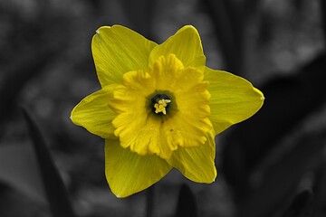 yellow daffodil flower © goyoe