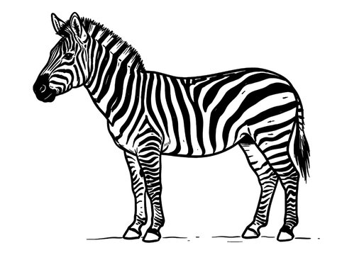 Black and white zebra illustration, striped animal vector, wildlife graphic, safari icon