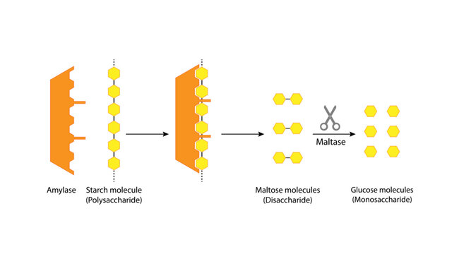 Carbohydrates Digestion. Amylase and Maltase Enzymes catalyze Polysaccharide Starch Molecule to Disaccharide Maltose Molecules, glucose Sugar Formation. Scientific Diagram. Vector Illustration.
