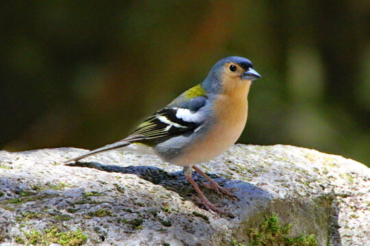 Common Chaffinch Perched on a Rock in a Forest in Madeira.