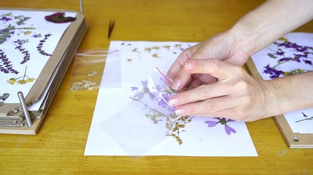 Close-up of hands placing pressed wild mallow flowers into transparent zip bag after herbarium drying process. Represents botanical specimen storage, archival organization, and collection maintenance.