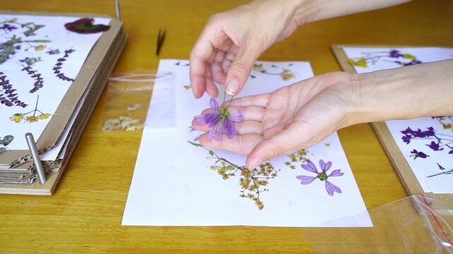 Female hands examining pressed wild mallow flowers removed from herbarium press before archival packaging. Illustrates specimen curation, plant morphology reference, and research material preparation.