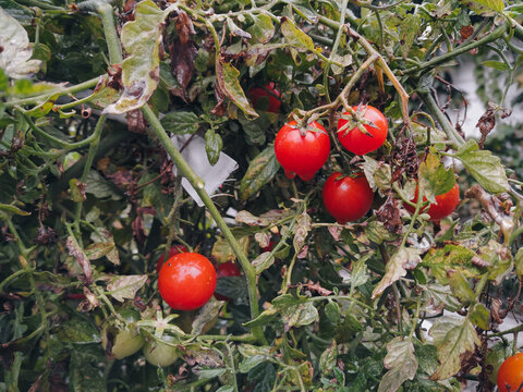 Several ripe red tomatoes hang on a raindrop-covered branch. Autumn. Gardening concept and a small vegetable garden in the yard.