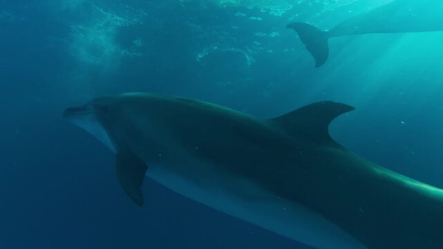 Close-up of bottlenose dolphin swimming in slanting rays of morning light. Dolphin swims in dancing sun rays at dawn, backlit by sunlit. Dolphin swim below surface, illuminated by sunbeams at sunrise