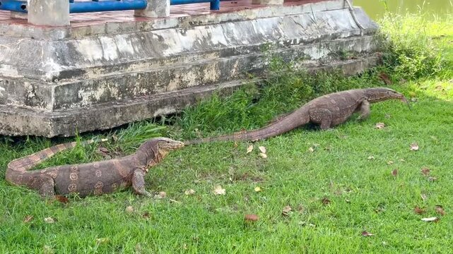 2 varanus salvator walking on the green grass in the park close to the lake , video.
