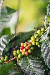 Vertical Horizon Ripe Red coffee bean berry plant fresh seed coffee tree growth green eco organic farm. Fresh green coffee bean. plant farm woman Hands harvest raw coffee beans. Red Ripe Nature © aFotostock