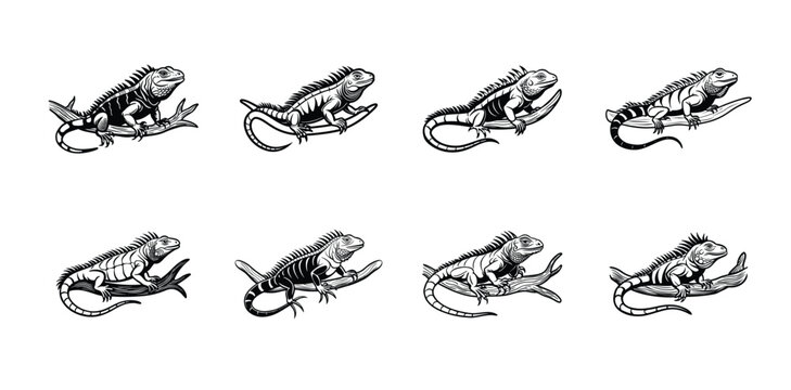 Eight Iguanas on Branches in Various Poses Illustration