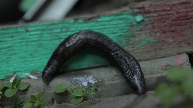 Black slug crawling on wet ground near weathered wood, useful for wildlife, garden pest and invertebrate themes