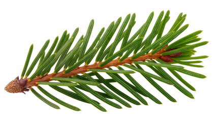 Isolated fresh green coniferous tree branch with sharp needles and undeveloped buds. © Ioana
